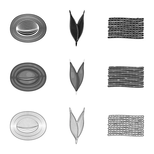 繊維や筋肉のアイコンのベクトル イラスト。Web の繊維と体のストック シンボルのコレクション. — ストックベクタ