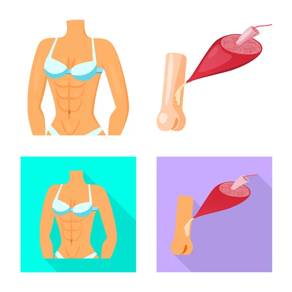 Diseño vectorial de fibra y signo muscular. Conjunto de fibra y cuerpo símbolo de stock para web . — Vector de stock