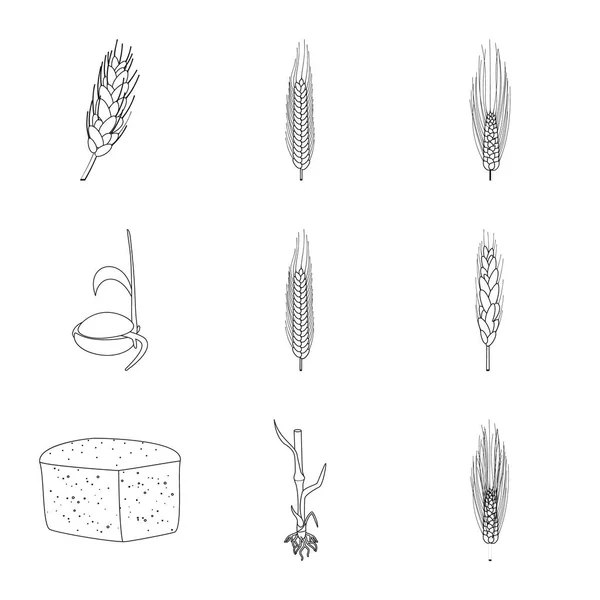 Vektorillustration von Landwirtschaft und landwirtschaftlichem Zeichen. Illustration von Landwirtschaft und Pflanzenbeständen. — Stockvektor