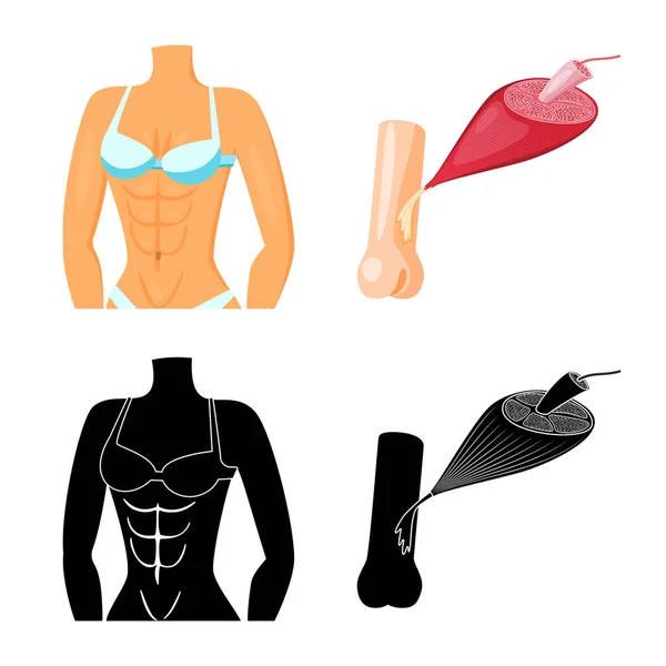Vektorillustration av fiber och muskulös symbol. Uppsättning av fiber och kroppen aktiesymbol för webben. — Stock vektor