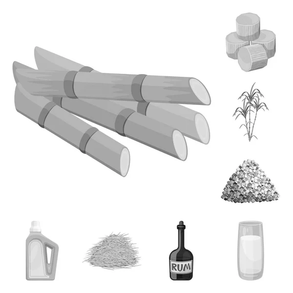 Векторна ілюстрація цукрової тростини та значка тростини. Набір цукрової тростини та іконки поля для запасів . — стоковий вектор