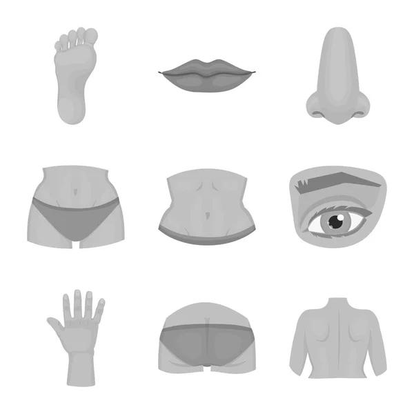 Ізольований об'єкт тіла та логотипу частини. Набір символів тіла і анатомії для Інтернету . — стоковий вектор
