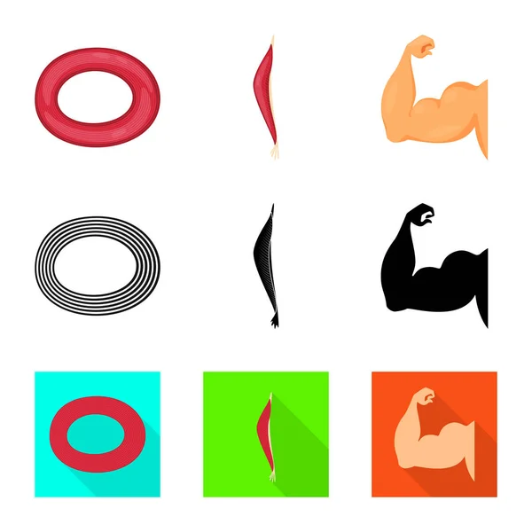 Vektorillustration av fiber och muskulös logotyp. Samling av fiber och kroppen aktiesymbol för webben. — Stock vektor
