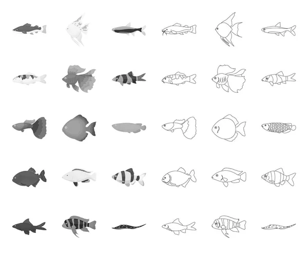 Различные виды рыбных моно, контуры иконок в наборе коллекции для дизайна. Векторные символы морских и аквариумных рыб . — стоковый вектор