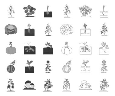 Bitki, sebze mono, tasarım için set koleksiyonunda anahat simgeler. Bahçe ve hasat vektör sembolü stok web illüstrasyon.