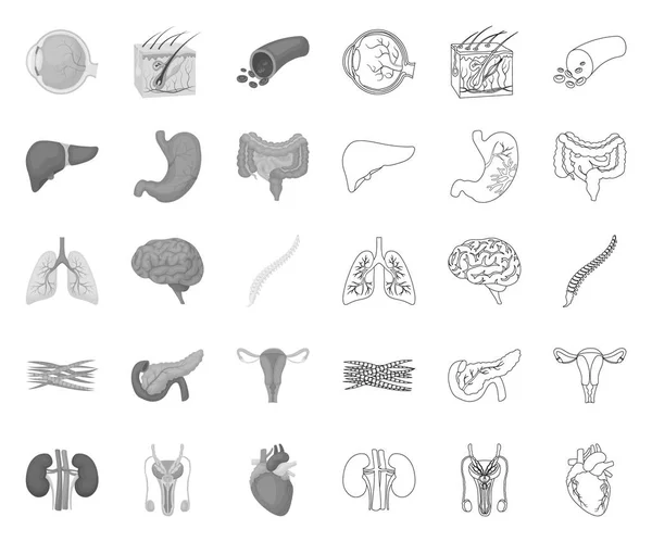 Órgãos internos de um mono humano, delinear ícones na coleção de conjuntos para design. Anatomia e medicina vetor símbolo web ilustração . — Vetor de Stock