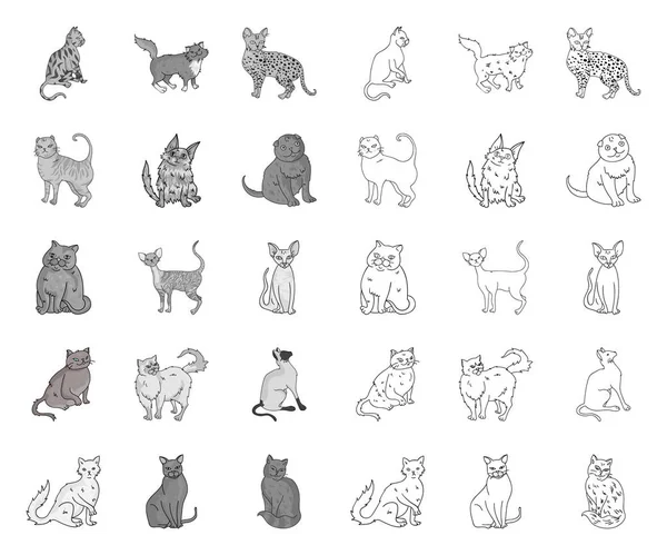 Races de chats mono, icônes de contour dans la collection de jeu pour le design. Animaux chat vecteur symbole stock web illustration . — Image vectorielle