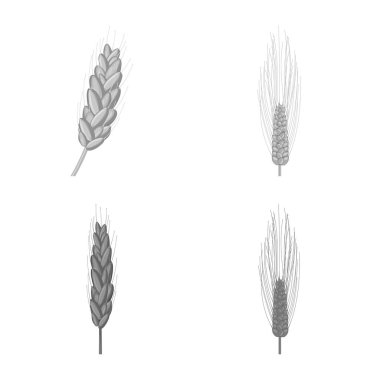 Çavdar ve bitki sembolü yalıtılmış nesne. Çavdar ve Mısır hisse senedi vektör çizim topluluğu.