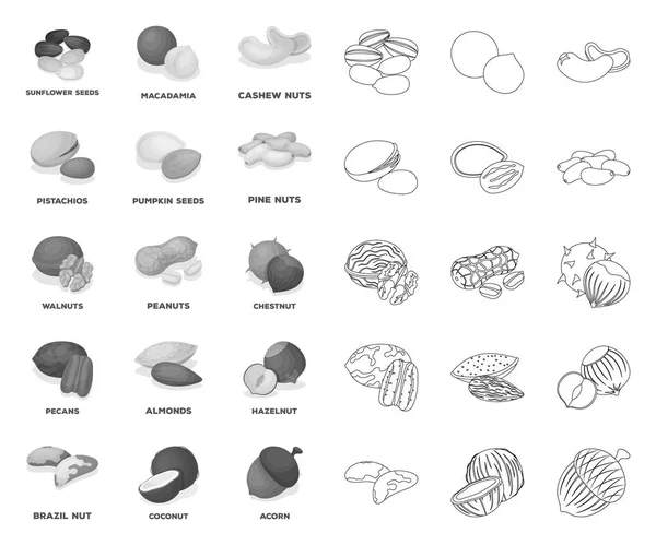 Different kinds of nuts mono,outline icons in set collection for design.Nut Food vector symbol stock web illustration. — Stock Vector