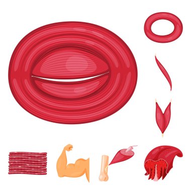 Vektör tasarımı kas ve hücre simgesi. Stok için kas ve anatomi vektör simgesi seti.