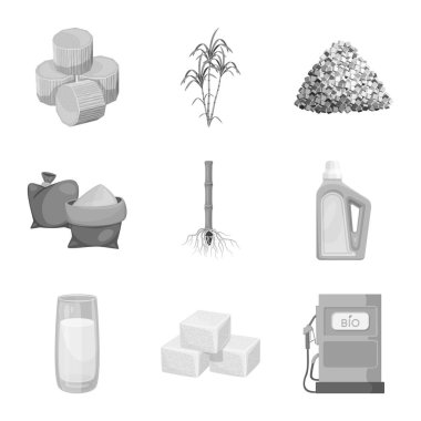 Şeker kamışı ve baston logosu vektör tasarımı. Web için şeker kamışı ve alan stok sembolü koleksiyonu.