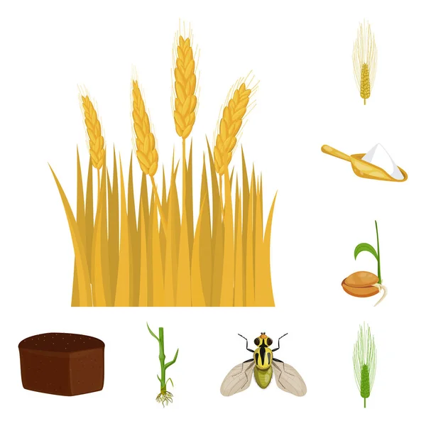 Projeto vetorial de trigo e símbolo de milho. Conjunto de trigo e símbolo de estoque de colheita para web . — Vetor de Stock