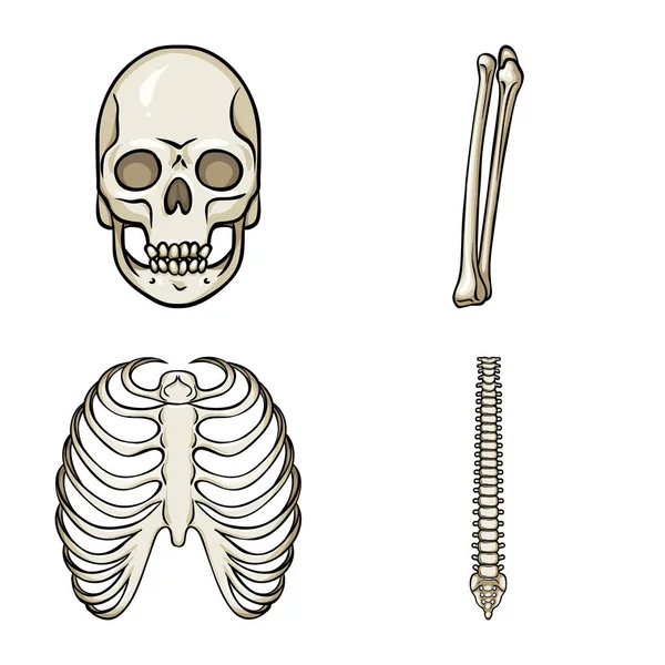 Oggetto isolato di osso e scheletro simbolo. Raccolta di osso e di stock umano simbolo per il web . — Vettoriale Stock