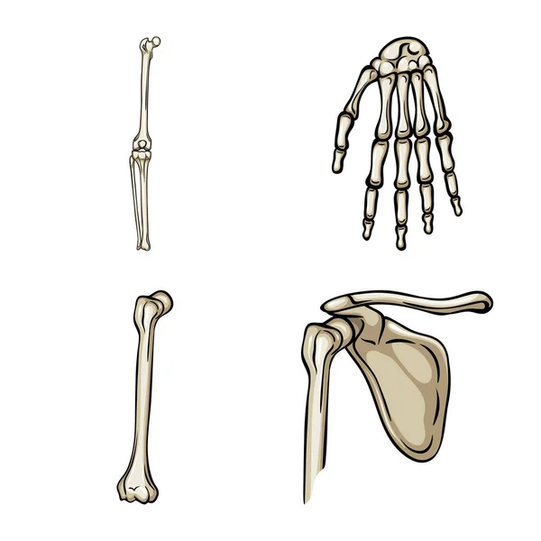 Desenho vetorial de osso e esqueleto ícone. Coleta de osso e ilustração do vetor de estoque humano . — Vetor de Stock