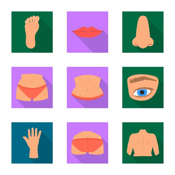 Vector illustration of body and part icon. Collection of body and anatomy stock symbol for web. — Stock Vector