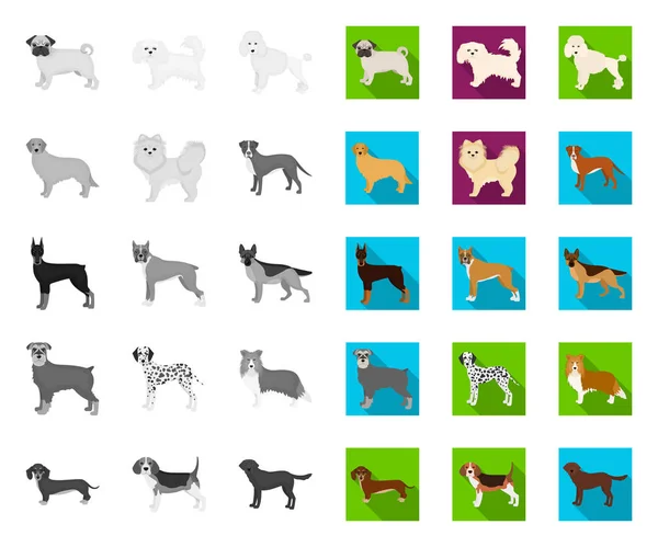 Perro razas mono, iconos planos en la colección de conjuntos para design.Dog mascota vector símbolo stock web ilustración . — Vector de stock