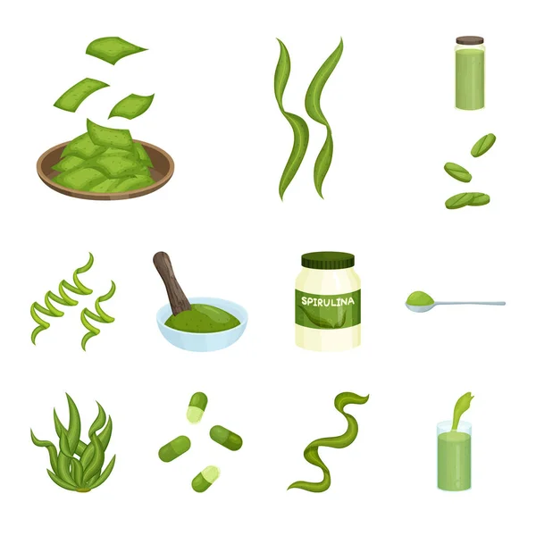Diseño vectorial de espirulina y signo de algas marinas. Conjunto de espirulina e ilustración de vector de stock vegano . — Archivo Imágenes Vectoriales