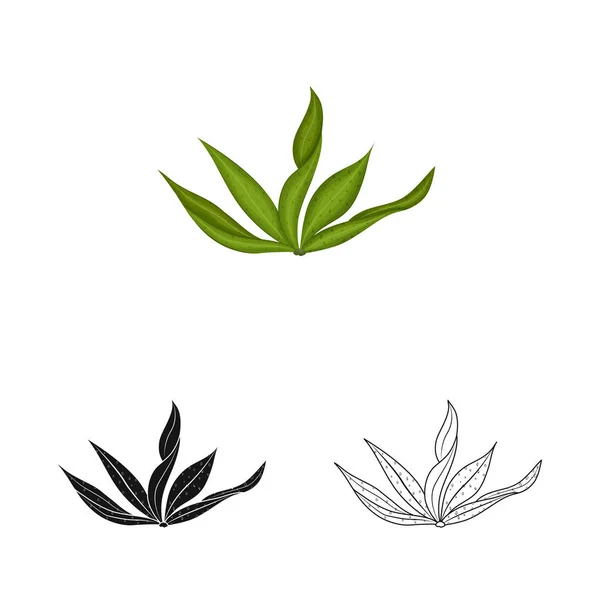 Vektorillustration von Algen und gesundem Symbol. Set aus Algen und Aquarienbeständen für das Netz. — Stockvektor