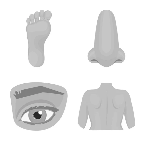 Изолированный объект тела и часть символа. Набор векторных значков корпуса и анатомии для инвентаря . — стоковый вектор