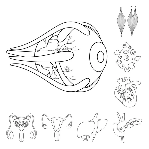Vektor design av anatomi och orgel symbol. Uppsättning av anatomi och medicinska vektor ikon för lager. — Stock vektor