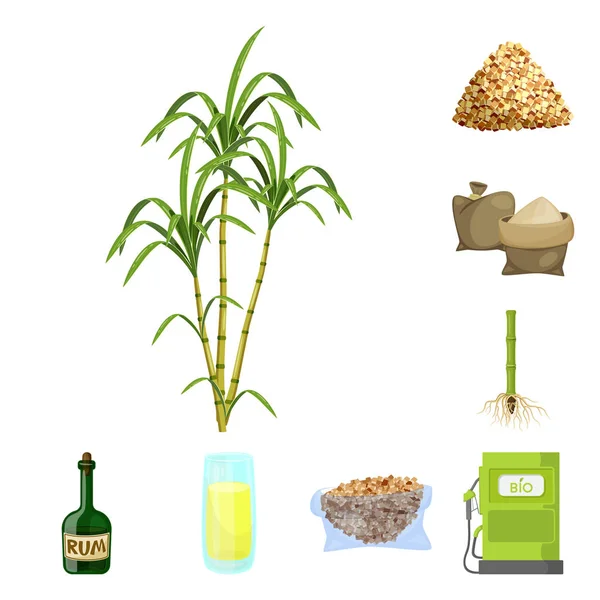 Isolated object of sugarcane and cane symbol. Set of sugarcane and field vector icon for stock. — 图库矢量图片