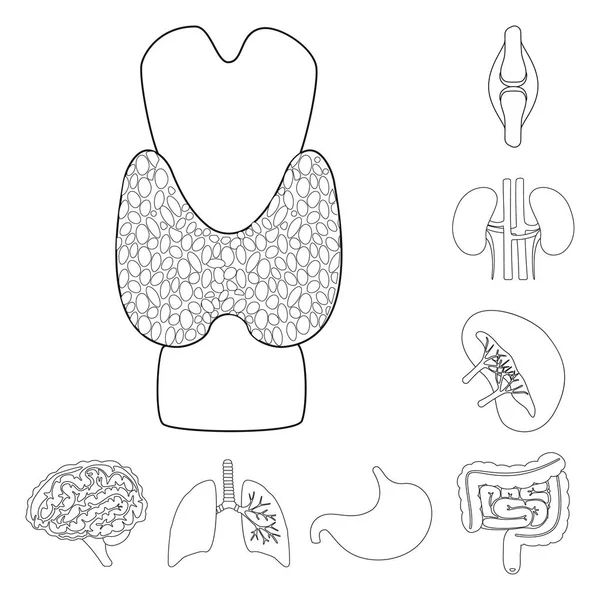 Desenho vetorial de anatomia e ícone de órgão. Coleção de anatomia e ícone de vetor médico para estoque . —  Vetores de Stock