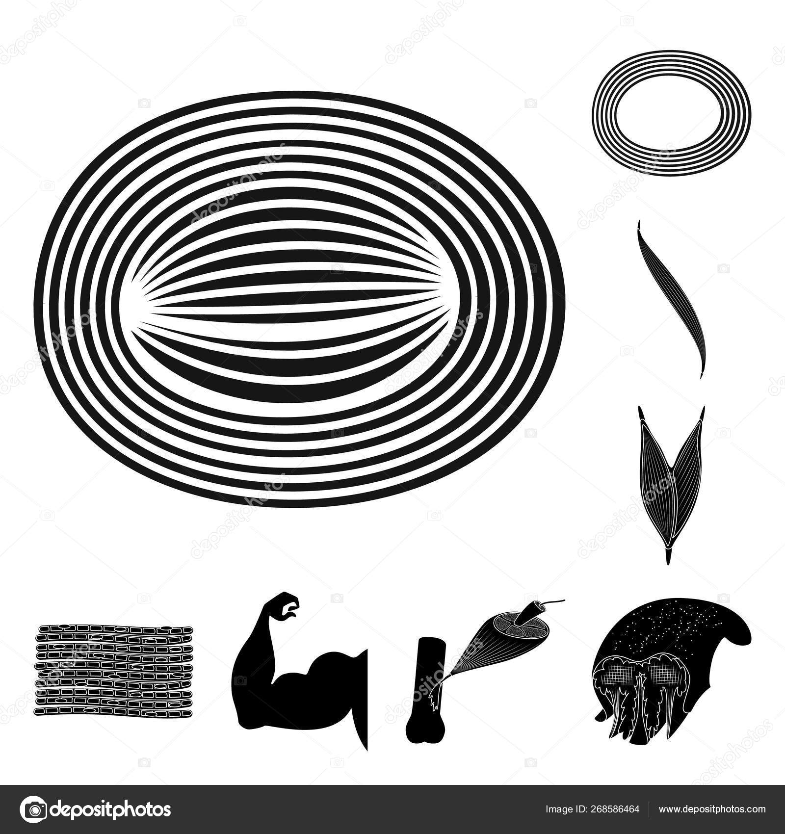 Vector illustration of human and body logo. Set of human and cells ...