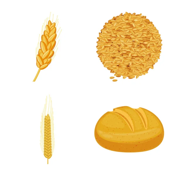 Vector illustration of wheat and corn symbol. Set of wheat and harvest stock symbol for web. — Stock Vector