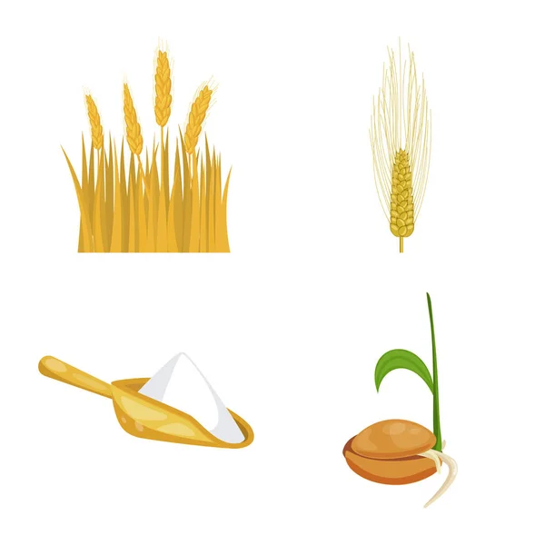 Векторная иллюстрация логотипа пшеницы и кукурузы. Набор векторных значков пшеницы и урожая для склада . — стоковый вектор