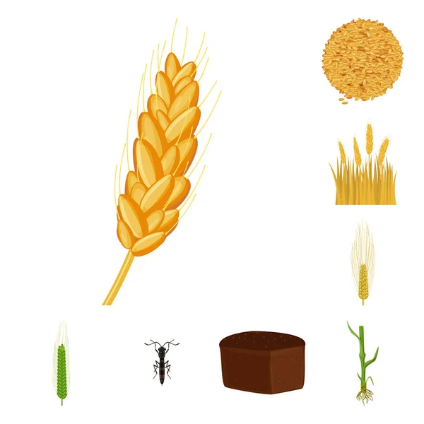 Векторная конструкция пшеницы и кукурузы. Набор пшеницы и символ сбора урожая для веб . — стоковый вектор