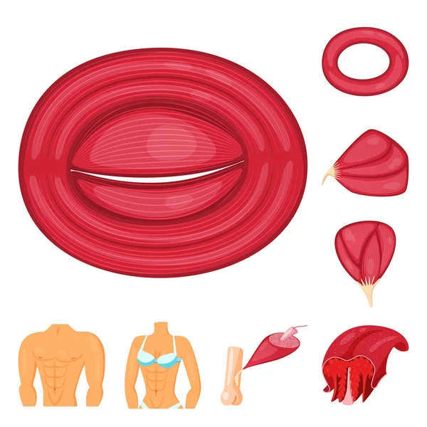 Desenho vetorial do símbolo muscular e das células. Conjunto de músculo e anatomia vetor ícone para estoque . — Vetor de Stock