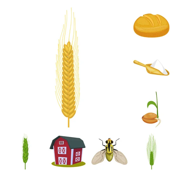 Изолированный объект из пшеницы и кукурузы символ. Сбор векторной иллюстрации пшеницы и урожая . — стоковый вектор