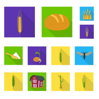 Buğday ve Mısır logo vektör Illustration. Buğday kümesi ve hisse senedi için hasat vektör simgesi.