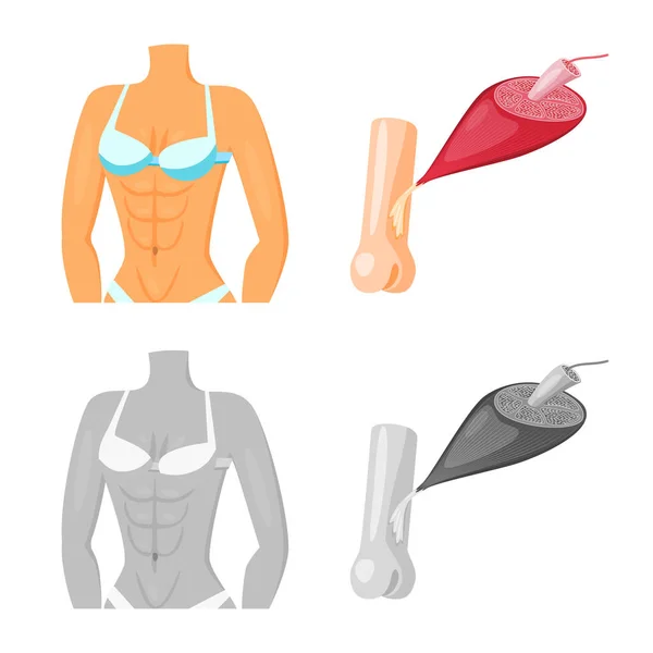 Diseño vectorial de fibra y signo muscular. Colección de fibra y cuerpo icono vectorial para stock . — Vector de stock