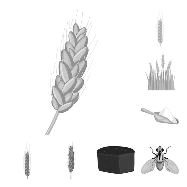 Projekt wektor ikona żyta i roślin. Zbiór żyta i kukurydzy Stockowa ilustracja wektorowa. — Wektor stockowy