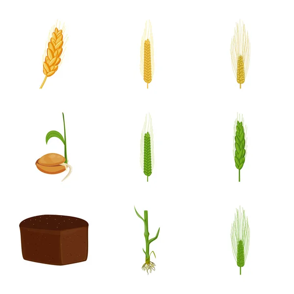 Projeto vetorial de trigo e milho ícone. Conjunto de trigo e vetor de colheita ilustração . — Vetor de Stock