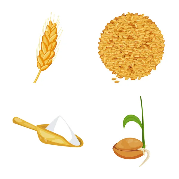 Objeto isolado do ícone de trigo e milho. Coleta de trigo e colheita ilustração vetorial . —  Vetores de Stock
