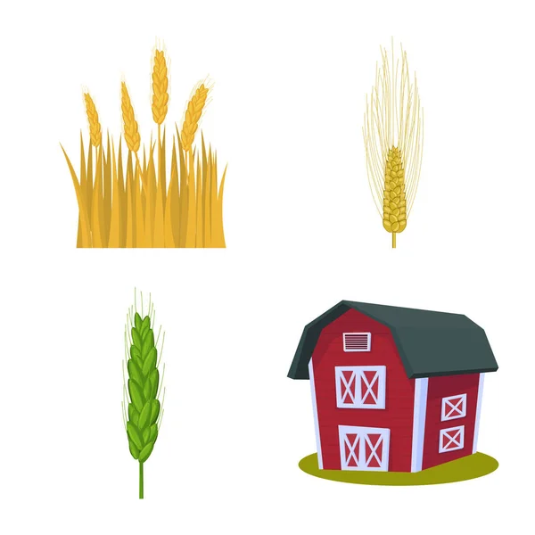 小麦和玉米符号的矢量设计。一组小麦和收获矢量图标. — 图库矢量图片
