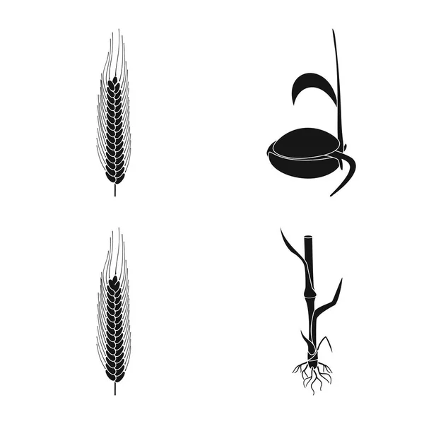 Objeto isolado de centeio e sinal de planta. Conjunto de ilustrações vetoriais de centeio e milho . —  Vetores de Stock