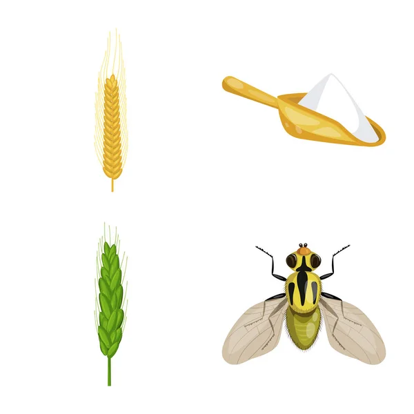 Oggetto isolato di icona di grano e mais. Raccolta di frumento e stock di raccolto illustrazione vettoriale . — Vettoriale Stock