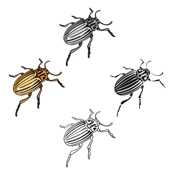 Escarabajo de Colorado, un insecto coleóptero.Colorado, un insecto dañino único icono en la historieta, negro estilo vector símbolo stock isométrica ilustración web . — Archivo Imágenes Vectoriales