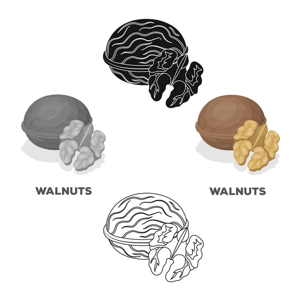 Walnats in de schil. Verschillende soorten noten één pictogram in Cartoon, zwarte stijl vector symbool voorraad illustratie. — Stockvector