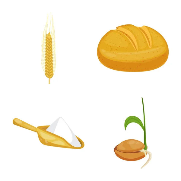 Vektorillustration des Weizen- und Mais-Logos. Sammlung von Weizen und Erntesymbol für das Web. — Stockvektor
