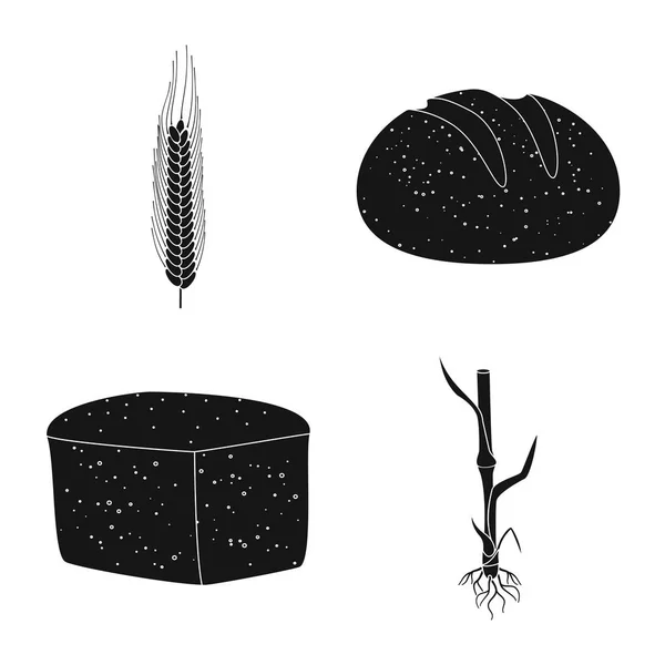Vektorový návrh žita a symbolu rostliny. Sada ikon žita a kukuřičného vektoru pro zásoby. — Stockový vektor
