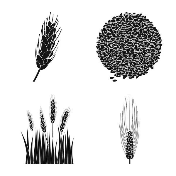 Векторная иллюстрация логотипа рожь и растения. Набор векторных иллюстраций из ржи и кукурузы . — стоковый вектор
