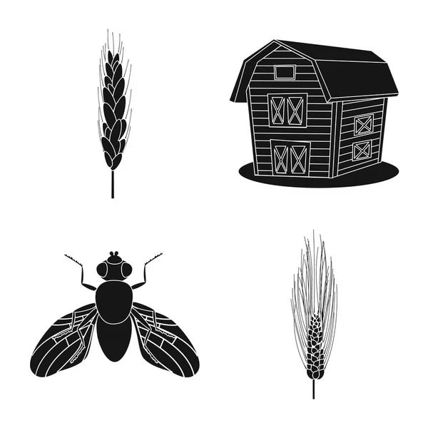 Векторний дизайн жита і символу рослини. Колекція жита і кукурудзи Векторні ілюстрації . — стоковий вектор