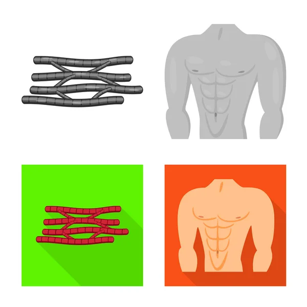 Векторная иллюстрация волокна и мышечного знака. Набор символов волокна и корпуса для паутины . — стоковый вектор