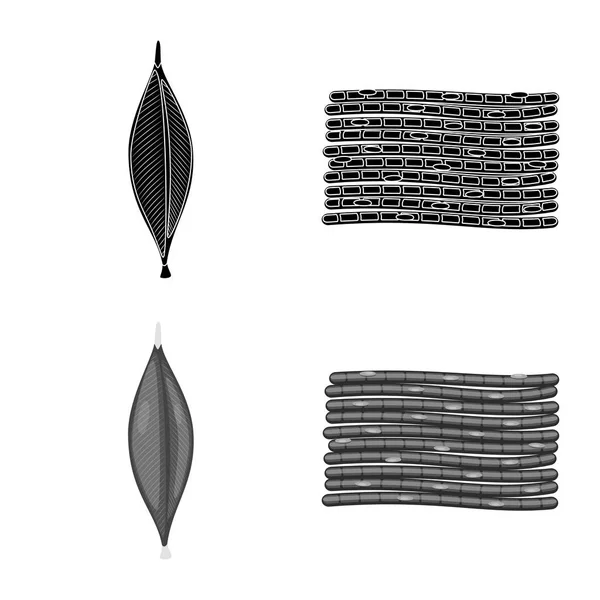 Conception vectorielle de la fibre et du symbole musculaire. Ensemble d'icône de vecteur de fibre et de corps pour stock . — Image vectorielle