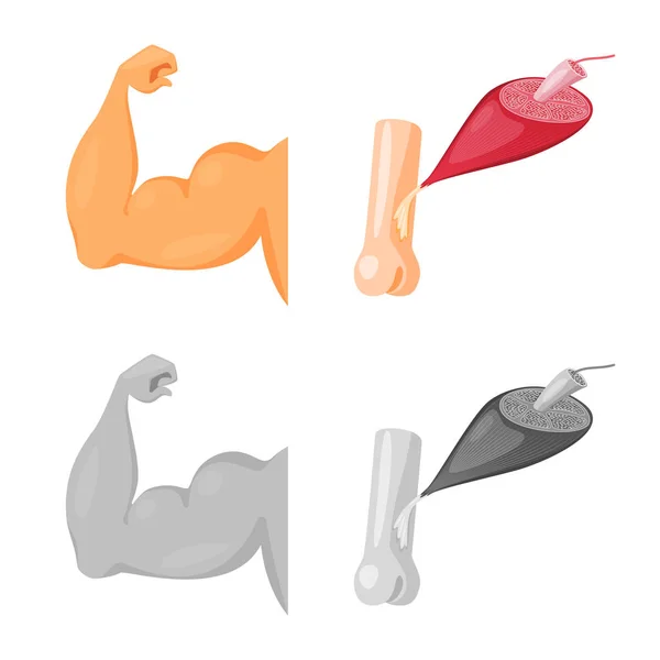Projektowania wektorowa błonnika i logo mięśni. Zbiór włókna i ciała Stockowa ilustracja wektorowa. — Wektor stockowy