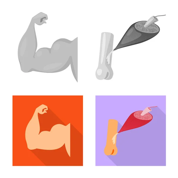 Ilustración vectorial de fibra e icono muscular. Conjunto de fibra y cuerpo vector icono para stock . — Archivo Imágenes Vectoriales